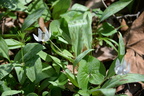 white trout lily 18apr15