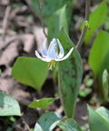 white trout lily 18apr15ba