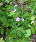 wild geraneum 15may15