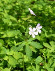 wild geraneum 15may15b