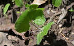 wild ginger 18apr15