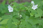 wildwhitegeraniums george thompson 15may15