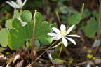 bloodroot 19apr15