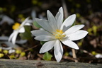bloodroot 19apr15b