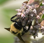 bumblebee 10jun15