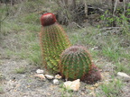 dryforest puerto rico 3351 20may11