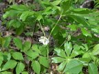 mayapple george thompson 15may15