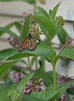 monarch 10jun15