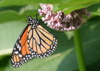 monarch 10jun15c