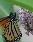 monarch 10jun15e
