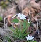 rue anemone 18apr15