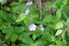 pinkwildgeranium george thompson 15may15