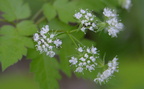 sweet cicely george thompson 15may15