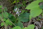 showy orchis 15may15b