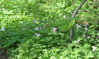 trillium bloodroots george thompson 15may15