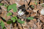 twin leaf 18apr15