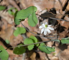 twin leaf 18apr15b
