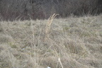 banshee reeks 2722 9feb21