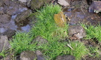 unknown grass in spring banshee reeks 2761 9feb21