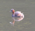 duck shinjuku 8jun17