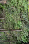 nikko 9jun16t