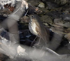 hermit thrush catharus guttatus warrenton branch greenway 3002 24feb21