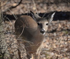 white tailed deer odocoileus virginianus w and od trail vienna 3185 7mar21