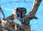 yellow bellied sapsucker sphyrapicus varius river campus 3084 5mar21zac