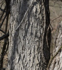 unknown tree river campus 3072 5mar21