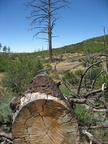 forest fire pine mount laguna san diego 4481 21jul11