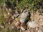 desert floor mount laguna san diego 4524 21jul11