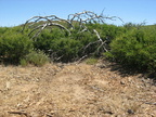 mount laguna san diego 4475 21jul11