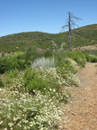 mount laguna san diego 4476 21jul11