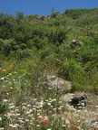 mount laguna san diego 4517 21jul11