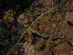 blainviles horned lizard phrynosoma blainvillii mount laguna san diego 4486 21jul11