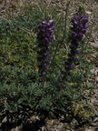 bush lupine lupinus excubitus mount laguna san diego 4479 21jul11