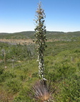 chapparl yuuca hesperoyucca whipplei mount laguna san diego 4494 21jul11