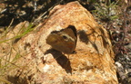 common buckeye junonia coenia mount laguna san diego 4532 21jul11