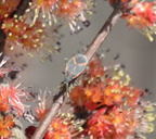 box elder bug boisea trivittata sally ormsby park trail 3422 21mar21