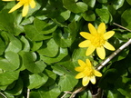 lesser celandine ranunculus ficaria thaiss park trail 3382 21mar21