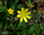 lesser celandine ranunculus ficaria thaiss park trail 3385 21mar21zac