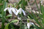 snowdrop galanthus nivalis thaiss park trail 3445 21mar21