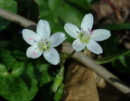 spring beauty claytonia virginica thaiss park trail 3386 21mar21zac