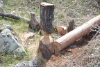 beaver damage great falls 3587 2apr21