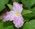 white trillium trillium grandiflorum george thompson 5017 4may21