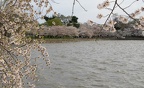tidal basin 3520 1apr21