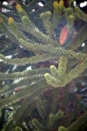 monkey puzzle tree araucaria araucana gandolfo 28oct17zac