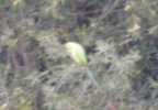 rose-ringed parakeet 27oct17