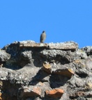 unknown bird circus maxentius appian way 25oct17