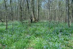 bull run 4547 7apr21